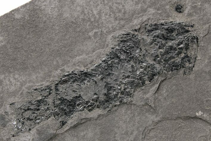 Devonian Lobe-Finned Fish (Osteolepis) Fossil - Scotland #217945